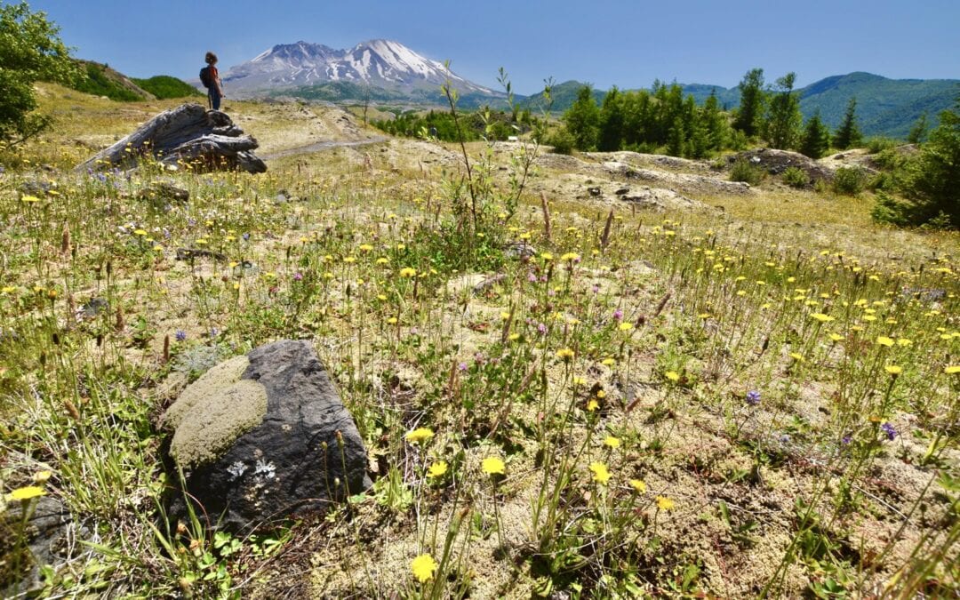 The Past, Present, and Future of The National Forest Service